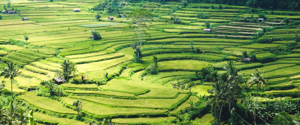 Beautiful view of a rice terrace in Southeast Asia