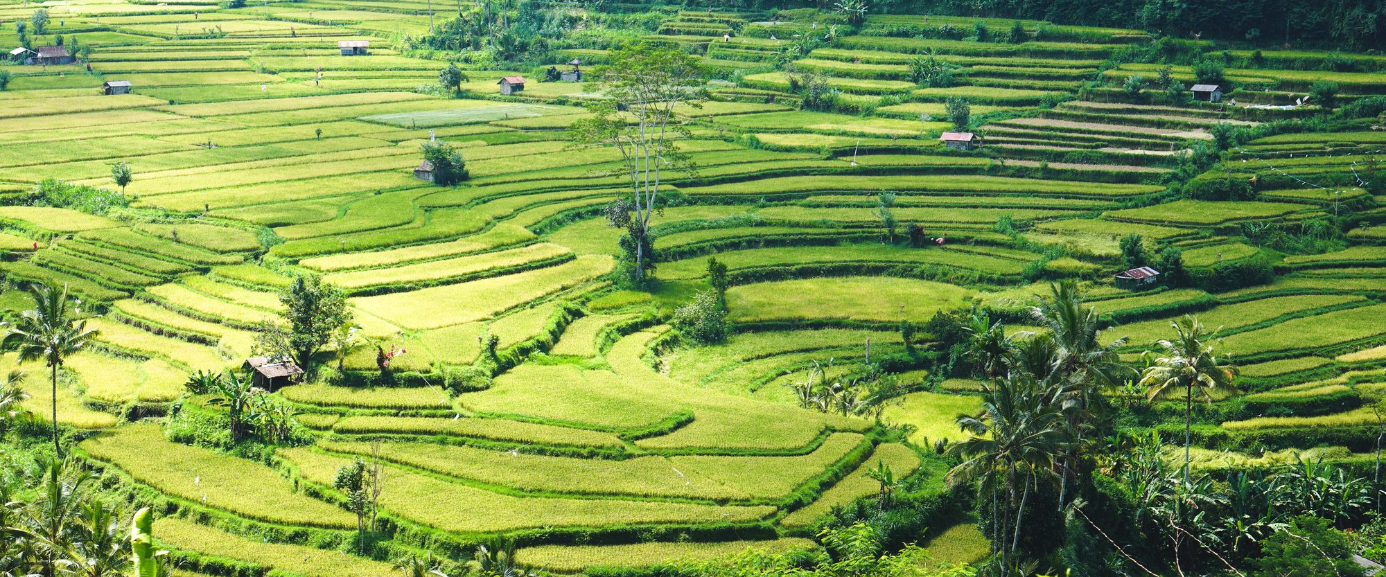 Beautiful view of a rice terrace in Southeast Asia